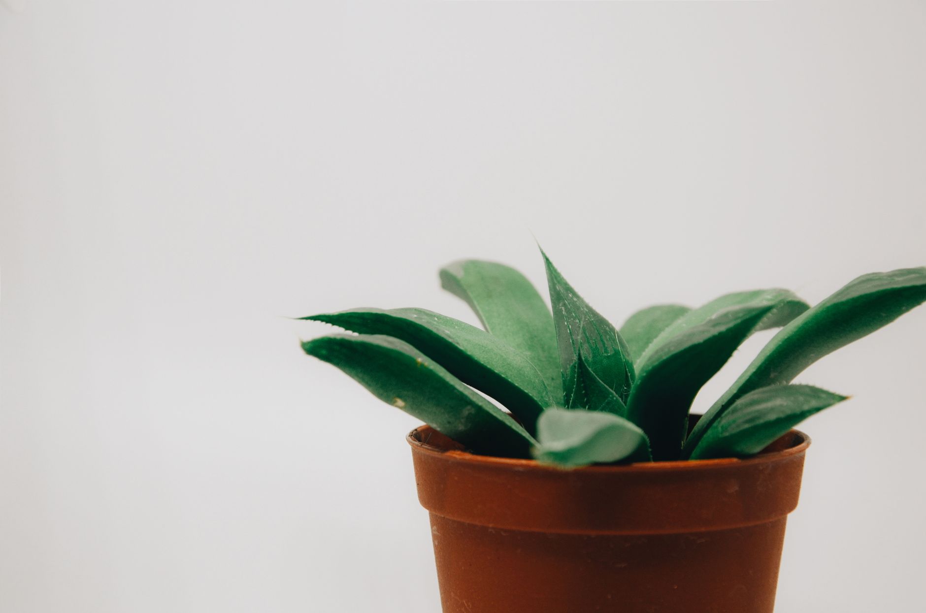 Snake Plant, Tall: potted houseplant in a pot