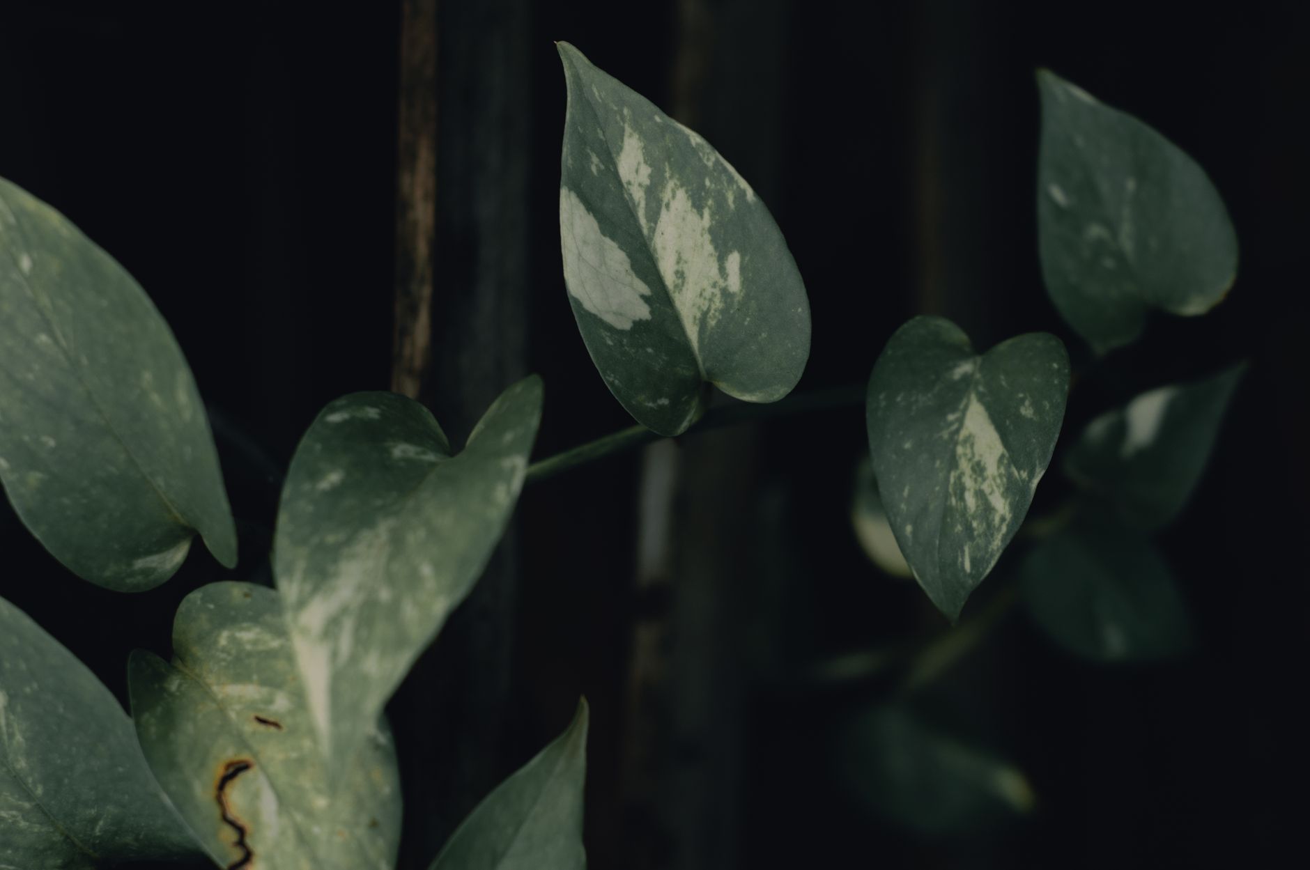 Trailing Pothos in Clay: trailing pothos plant
